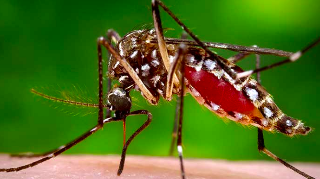 US to Release 64 Million “Good Mosquitoes” to Curb Disease