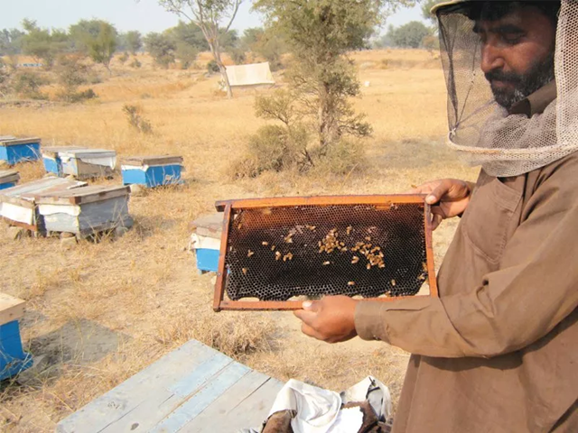 How Beekeeping Changed One Man’s Life in KP