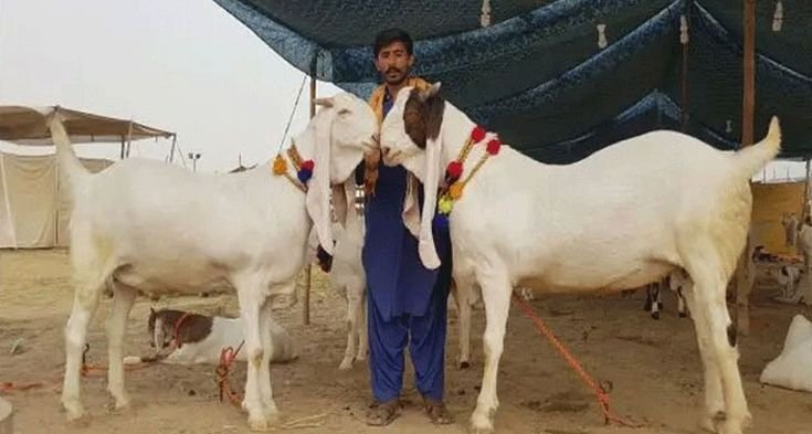 Selfie Craze Turns Eid Cattle Markets Into Viral Hotspots