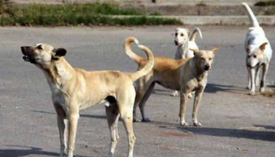 Fear in Wah as Rabid Dog Attacks Leave 11 Hospitalised