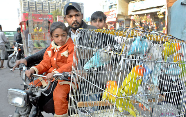 A Weekend Where Birds Rule and Families Wander