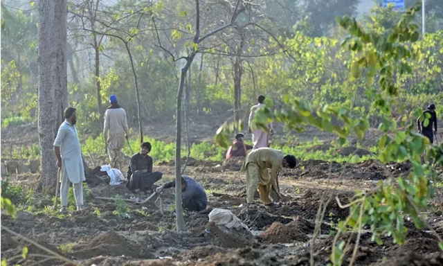 NA Committee Slams Massive Tree-Cutting in Islamabad