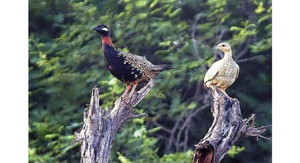 Fines Issued, Yet Illegal Hunting Continues in Attock