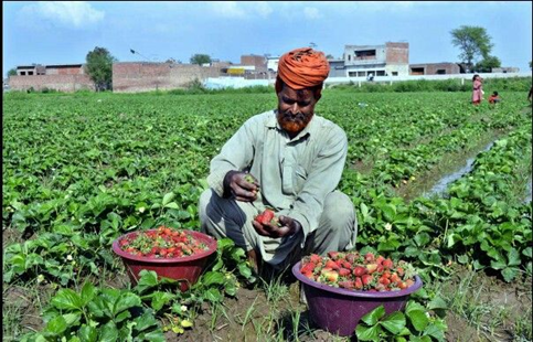 KP’s Strawberry Farmers Battle Climate and Water Fears