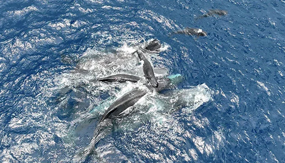 Whales Seen Helping Deliver Newborn in Open Ocean