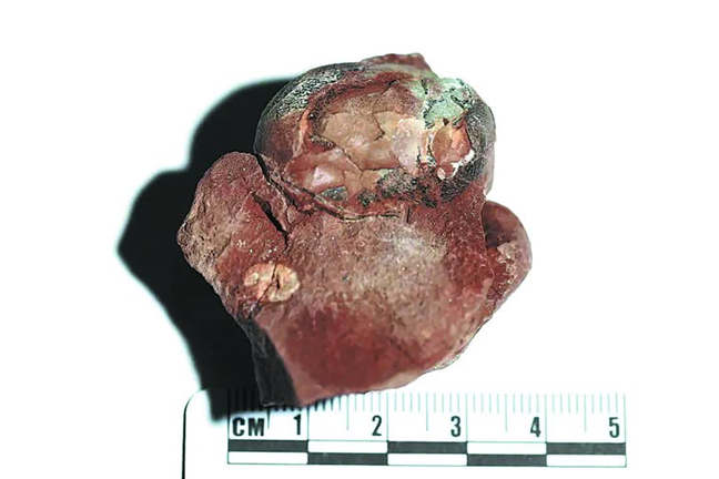 Tiny Fossil Egg Breaks Guinness World Record in China