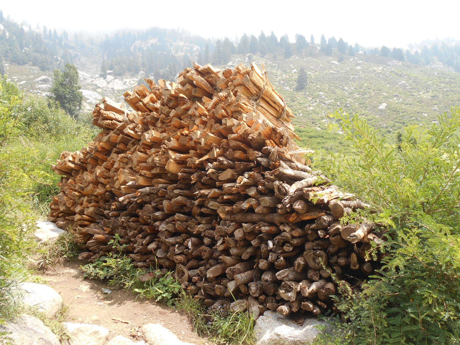 Will the REDD+ Programme Protect KP’s Forests?