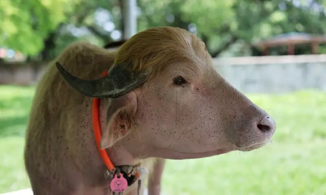 Viral ‘Donald Trump’ Buffalo Saved From Eid Sacrifice