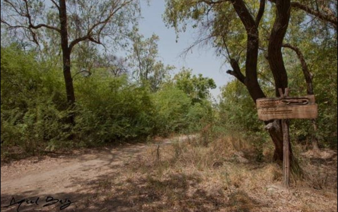 The Looming Ecological Crisis in Sindh