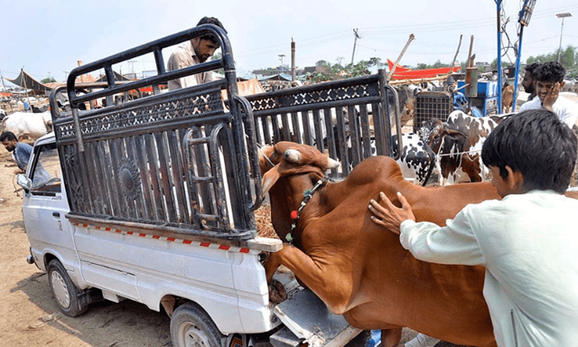 What Are CDA’s Fixed Butchers’ Charges for Eid-ul-Azha?