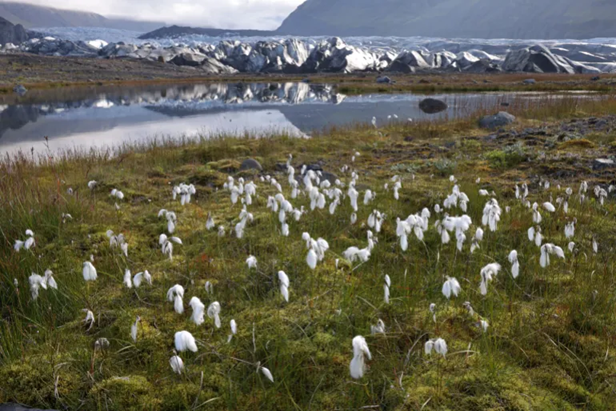 Iceland Loses Its Last Arctic Distinction as Mosquitoes Arrive