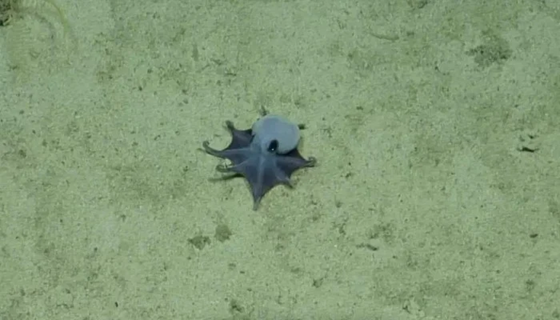 Rare Deep-Sea Octopus Discovered Near Darwin Island