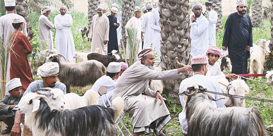 Why are Oman’s Eid Al Adha celebrations gaining attention?