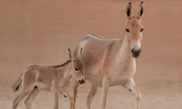 Saudi Arabia Records First Wild Donkey Birth in Over 100 Years